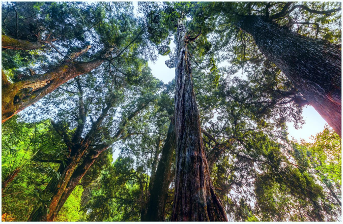 22(1).png 广元聚力守护翠云廊千年瑰宝 赓续蜀道文脉 知识普及 第3张 广元聚力守护翠云廊千年瑰宝 赓续蜀道文脉 知识普及 第3张