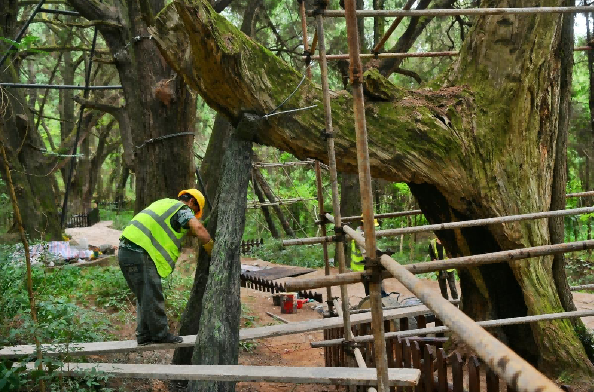 33(1).png 广元聚力守护翠云廊千年瑰宝 赓续蜀道文脉 知识普及 第4张 广元聚力守护翠云廊千年瑰宝 赓续蜀道文脉 知识普及 第4张